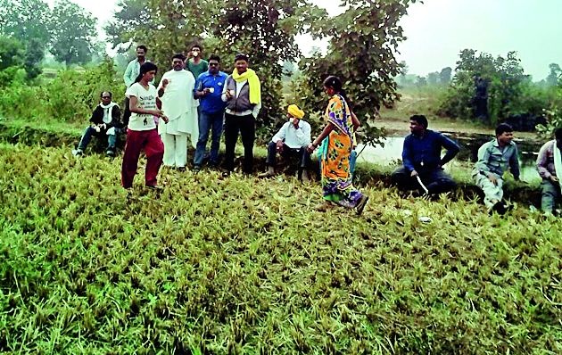 Tribal people cheated rice harvest | आदिवासींनी हक्क गाजवून केली धान कापणी