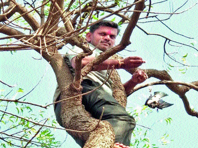 Life on a bird trapped on a tree | झाडावर अडकलेल्या पक्ष्याला जीवदान