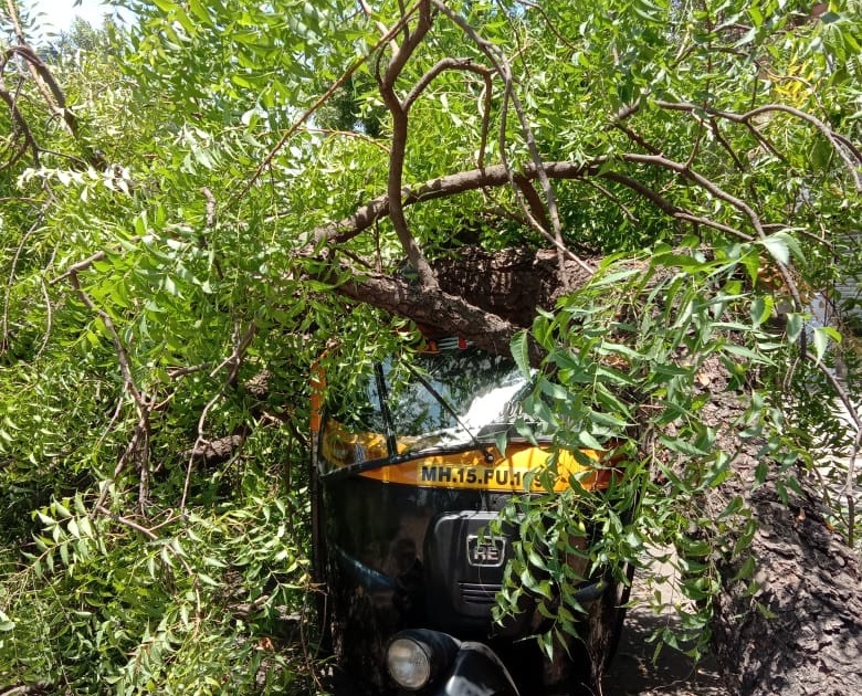  The tree fell in Sidkot | सिडकोत झाड कोसळले