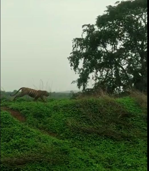 Two calves with tigers in Palasgaon under Tadoba buffer zone | ताडोबा बफर झोनअंतर्गत पळसगावात वाघिणीसह दोन बछड्यांचा धुमाकूळ