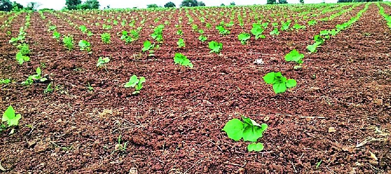 Lack of monsoon crops | पावसाअभावी पिके कोमेजली