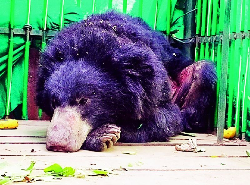 Injured bear came into the fire | जामनीत आले जखमी अस्वल