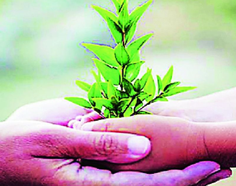 2 crore 2 lakh 5 thousand 5 trees are planted | १ कोटी ४ लाख ७१ हजार १६१ वृक्षांची लागवड