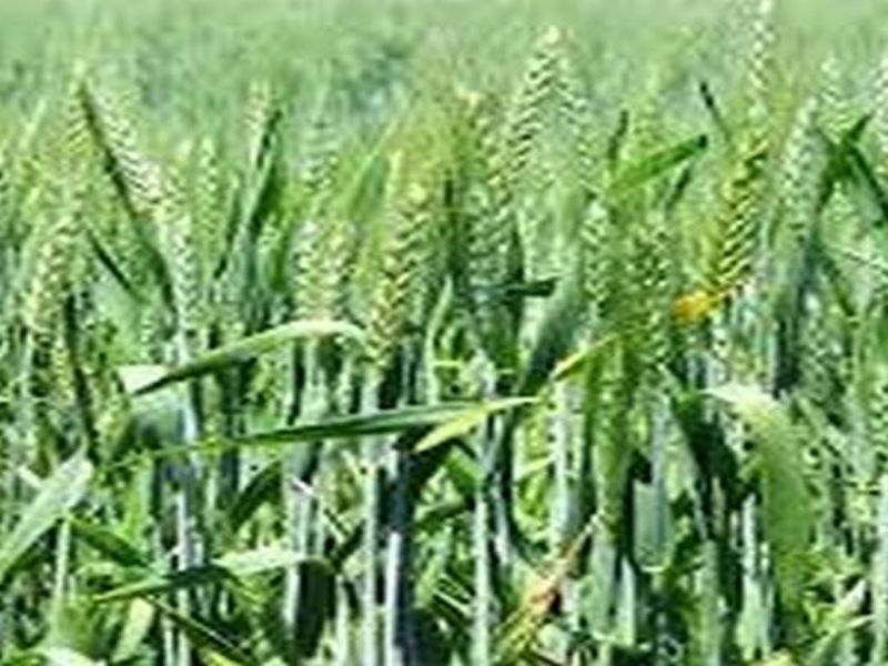 Wheat area in Dhule district will be reduced by 70 percent | धुळे जिल्ह्यात गव्हाचे क्षेत्र ७० टक्यांनी घटणार