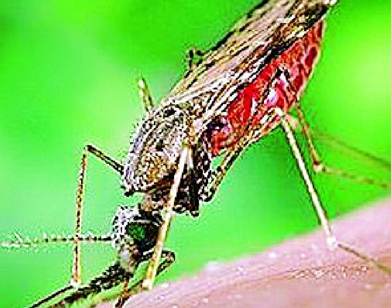 This year, the control of malaria in the district is under control | यावर्षी जिल्ह्यात हिवतापाची साथ नियंत्रणात