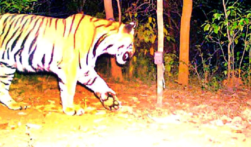 Tiger terror in 13 villages for 15 days | १३ गावांत १५ दिवसांपासून वाघाची दहशत