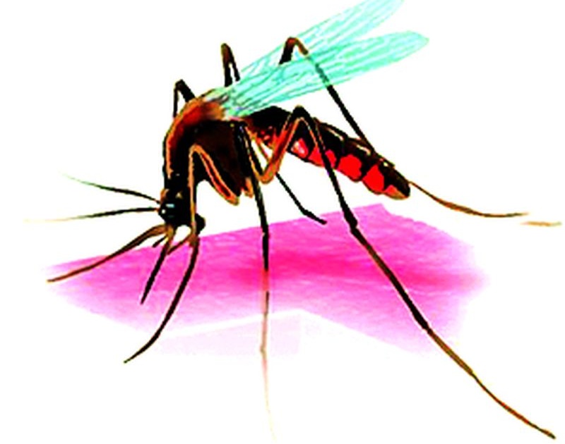 Beware ... the dengue virus is changing! | सावधान...डेंग्यूचा व्हायरस बदलतोय !