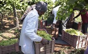 Fraud of 5 grape growers in Wani area | वणी परीसरातील ५ द्राक्ष उत्पादकांची फसवणूक