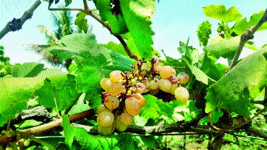 Vineyards in crisis because of Corona! | कोरोनामुळे द्राक्षबागा संकटात !