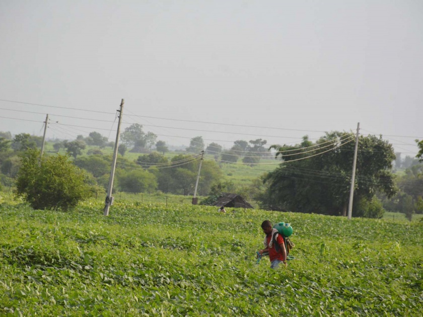 Barrier to 3 farmers while spraying fields | शेतात फवारणी करताना ७१८ शेतक-यांना बाधा