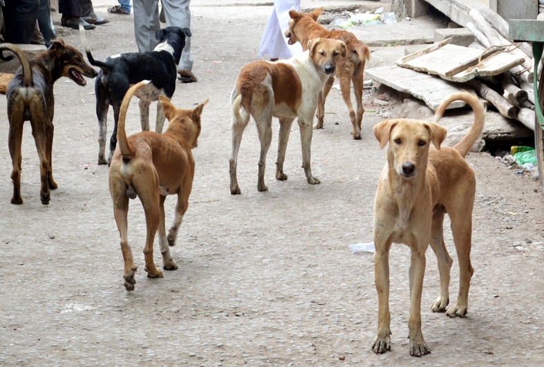 Dogs bite 2800 people in three months | तीन महिन्यात २८०० जणांना कुत्र्यांचा चावा