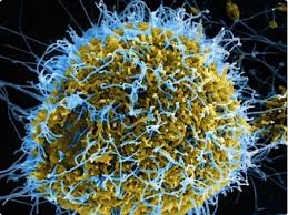 Corona virus disrupts world life | कोरोना विषाणूने जगाचे जनजीवन विस्कळीत