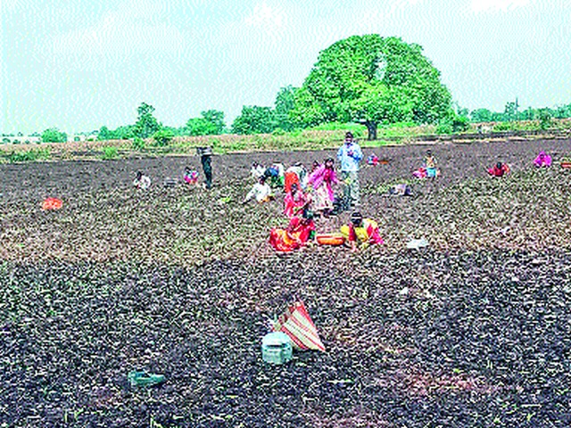 Emphasis on cultivating onion of farmers | शेतकऱ्यांचा कांदा लागवडीवर जोर