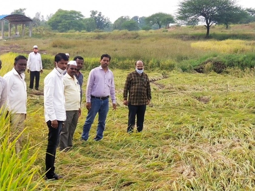 Paddy crop under water due to heavy rains | जोरदार अतिवृष्टीमुळे भातपीक पाण्याखाली