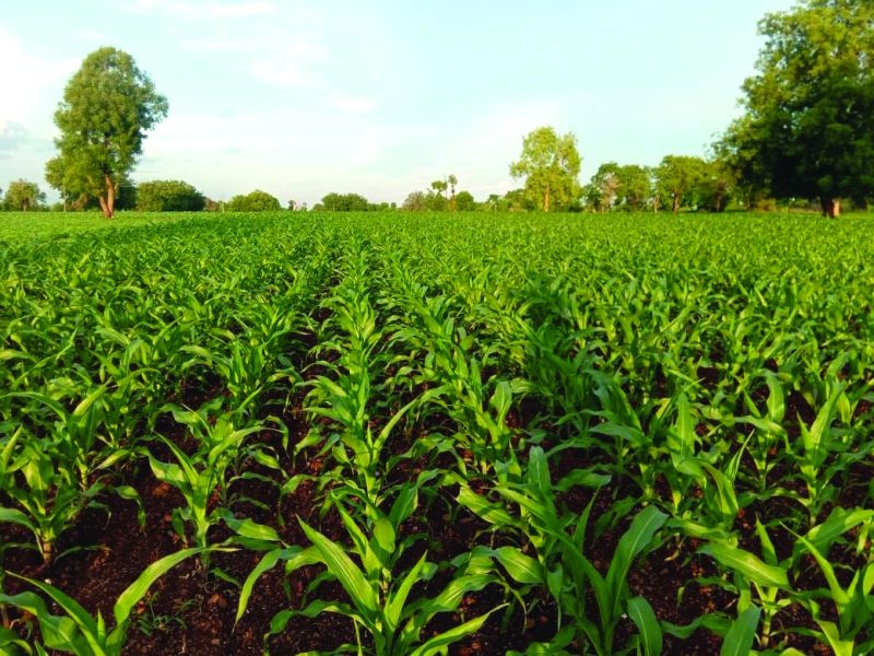  Influence of military insect on maize crop | मका पिकावर लष्करी अळीचा प्रादुर्भाव