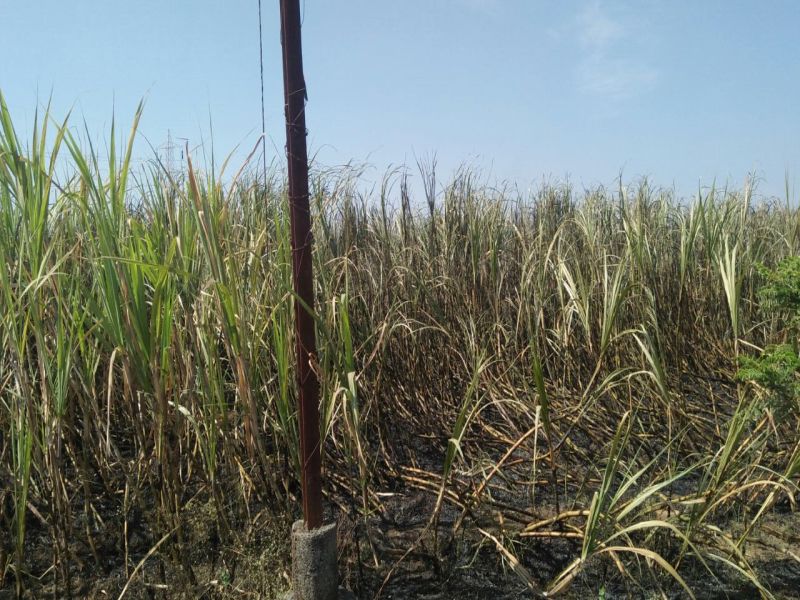 Five acres of sugarcane khak at Shotcarket at Lakhmapur | लखमापुर येथे शॉटसर्किटने पाच एकर ऊस खाक