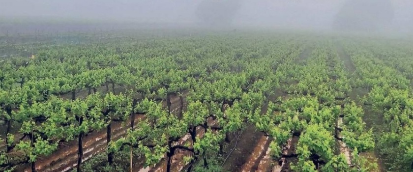 Climate change worries vine growers | वातावरणातील बदलाने द्राक्षपंढरीत शेतकरी चिंतित