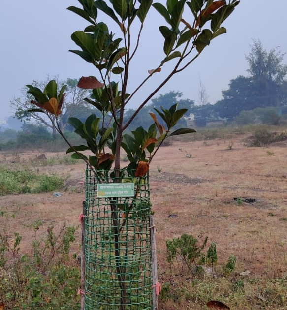 Greenery spread by tree planting in Dindori | दिंडोरीत वृक्षलागवडीने पसरली हिरवळ