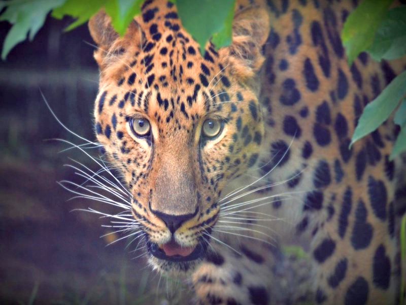 Bhandardara: A three-year-old girl was picked up by a leopard in front of her house; Death due to serious injuries | भंडारदरा : तीन वर्षाच्या बालिकेला घराच्या दारासमोरुन बिबट्याने उचलले; गंभीर जखमी झाल्याने मृत्यू