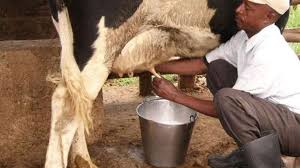 The tendency of the farmers in the eastern region towards the milk business | पूर्व भागातील शेतकऱ्याची दूध व्यवसायाकडे कल