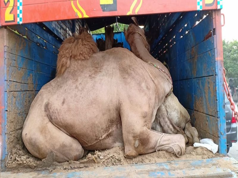 13 camels brought for slaughter | कत्तलीच्या हेतुने आणलेली १३ उंट जप्त