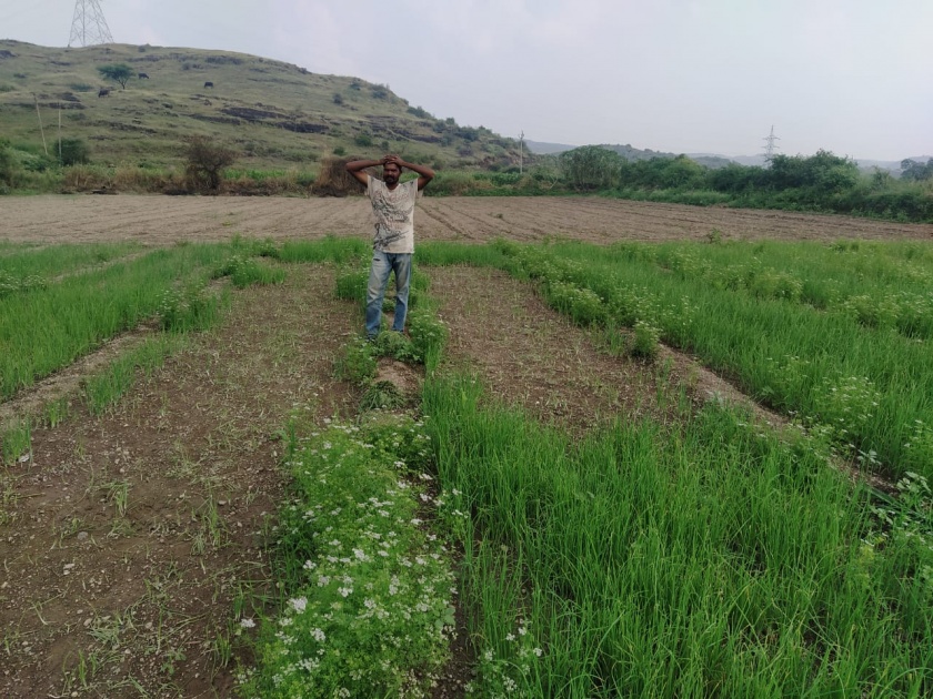 Theft of onion seedlings at Chapadgaon | चापडगाव येथे कांदा रोपांची चोरी
