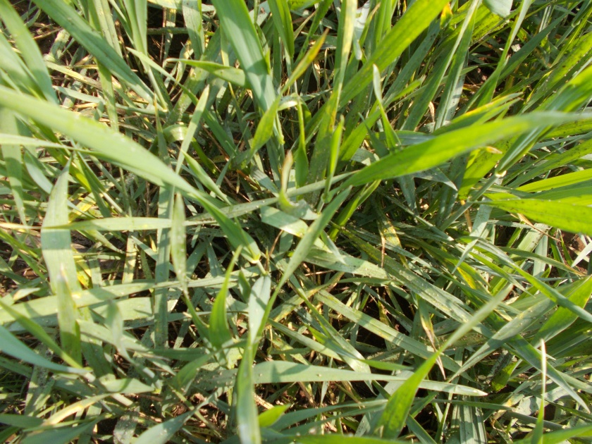  Influence of Mawa Disease on Wheat | गव्हावर मावा रोगाचा प्रादुर्भाव
