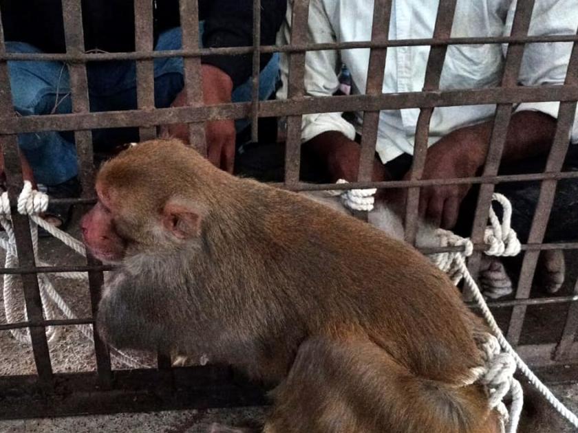 Parbhani: The troubled monkey in Moragawa | परभणी : मोरेगावातील उपद्रवी माकड जेरबंद