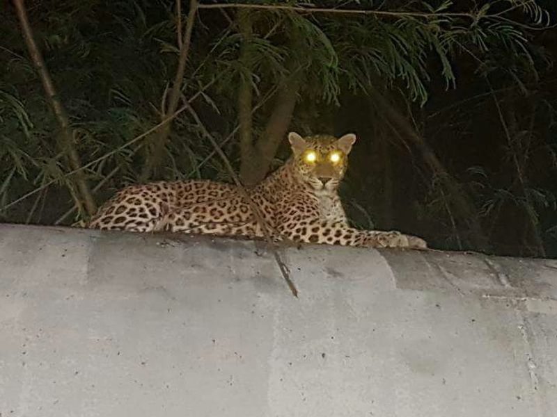 the Chibisgaon taluka water pipeline appeared again on the leopard | सात बळीनंतर चाळीसगाव तालुक्यातील जलवाहिनीवर पुन्हा बिबट्याचे दर्शन
