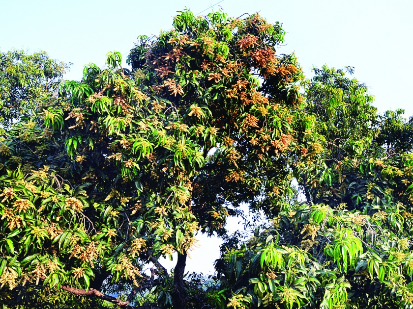 Ratnagiri: Rain washed for twelve months and burnt for fruit, Ratnagiri Bakar | रत्नागिरी : बाराही महिने हवामानाने पोळलं अन् फळांना जाळलं, रत्नागिरीकर बेजार