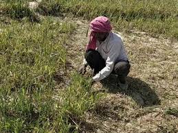 Farmers will raise questions: Gosavi | शेतकऱ्यांचे प्रश्न मांडणार : गोसावी
