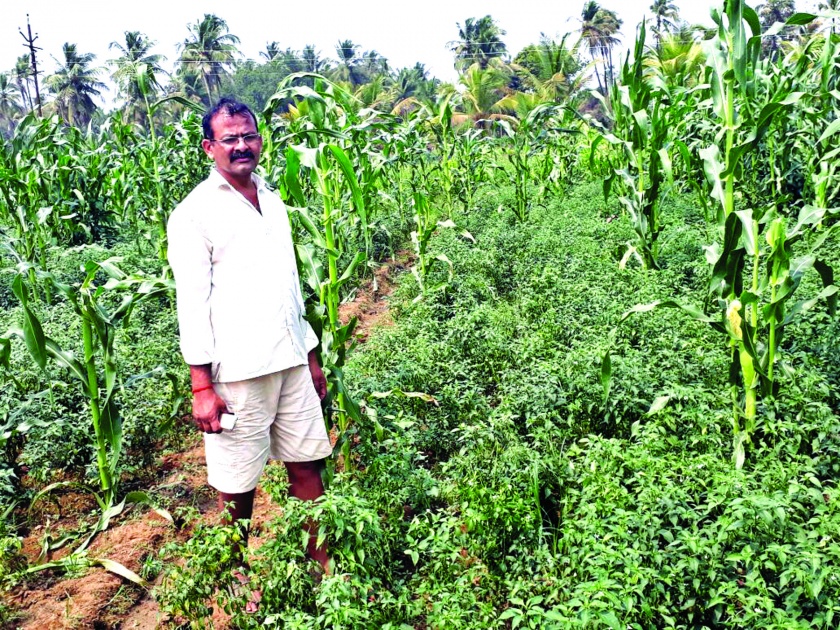 Sindhudurg: Agriculture, Horticultural damages, Madurah, farmers of Padloas, Haran | सिंधुदुर्ग : गव्यांकडून शेती, बागायतीचे नुकसान, मडुरा, पाडलोसमधील शेतकरी हैराण