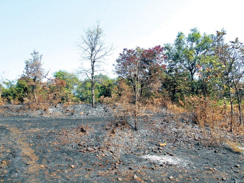 Sindhudurg: Mango, cashew garden, fire damage, loss of one lakh, incident at Natl-Humletnab | सिंधुदुर्ग : आंबा, काजू बागेला आग लागून नुकसान, एक लाखाची हानी, नाटळ-हुमलेटेंब येथील घटना