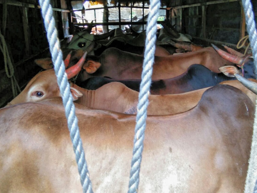 Offense of truck driver carrying Rajros cattle in Sindhudurg district | सिंधुदुर्ग जिल्ह्यात राजरोस जनावरे वाहून नेणाऱ्या ट्रक चालकावर गुन्हा