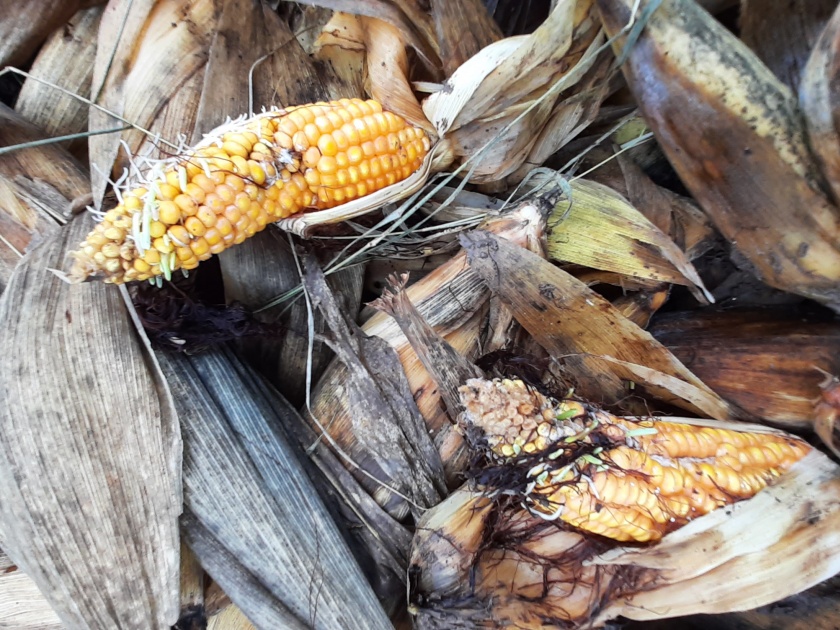  The buckwheat shoots with corn were sown on the field | मक्यासह बाजरीच्या कणसांना शेतातच फुटले कोंब