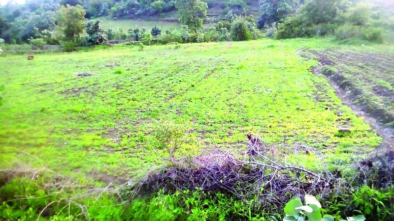 About 3,000 acres of land in Washim district without sowing yet! | वाशिम जिल्ह्यात ३३ हजार एकर क्षेत्र अद्यापही पेरणीविना!