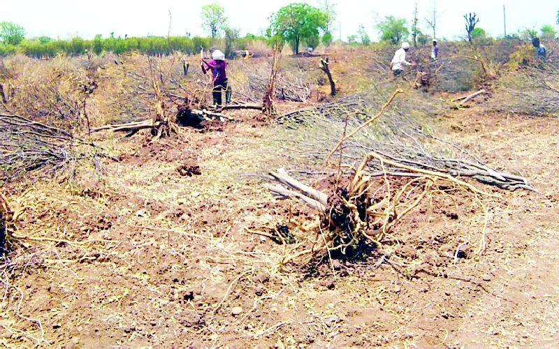 Harvesting of sandalagaga kharipai for wines due to lack of water | पाण्याअभावी वाळल्या संत्राबागा खरिपाकरिता मजुरांकडून काढणी