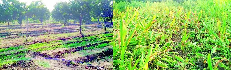 Naturally flowered vegetables, horticultural farming | नैसर्गिक पद्धतीने फुलविली भाजीपाला, बागायती शेती