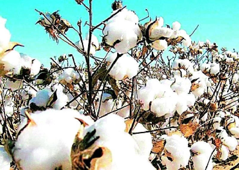 There will be a survey of cotton from farmers | शेतकऱ्यांकडील कापसाचे सर्वेक्षण होणार