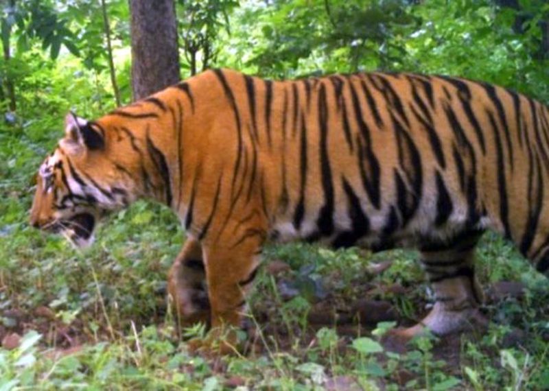 Capture man-eating tigers, catch other tigers too | नरभक्षक वाघीण कैद, इतर वाघांनाही पकडा