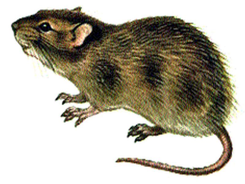 What about the revenue rats? | महसुलातील उंदरांचे काय?