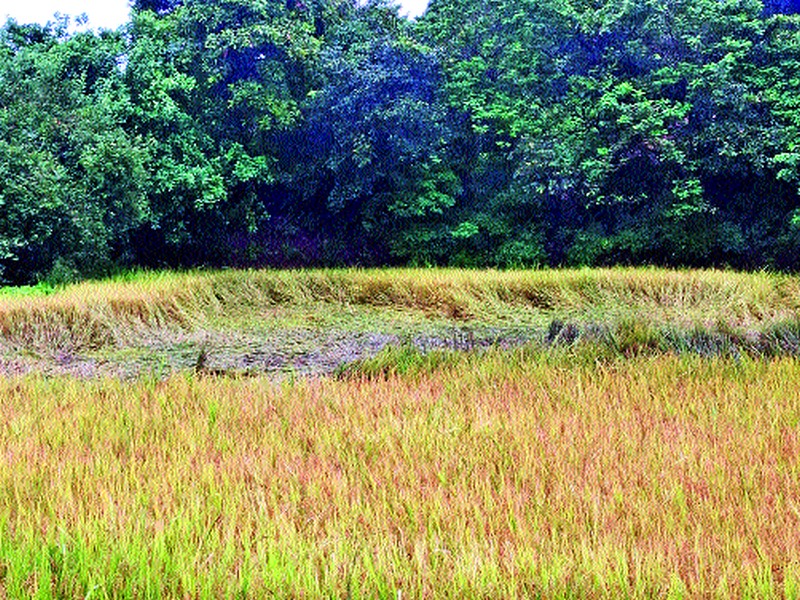  Igatpuri rainstorm; Transmitted to rice paddy | इगतपुरीत पावसाचा दणका; भातपिकावर संक्रांत
