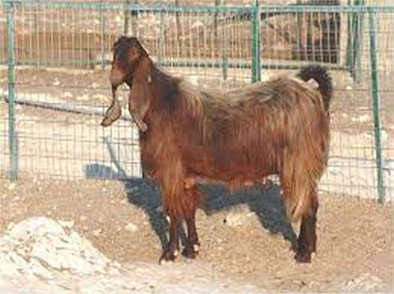 Damascus goat breed in Nagpur, Syria | सिरियातील दमास्कस बोकडाचे नागपुरात प्रजनन