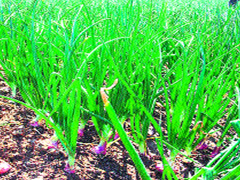  The central government has raised the issue of indulged prices of onion | केंद्र सरकारने कांदा निर्यातमूल्य वाढविल्याने कळवणमध्ये नाराजी
