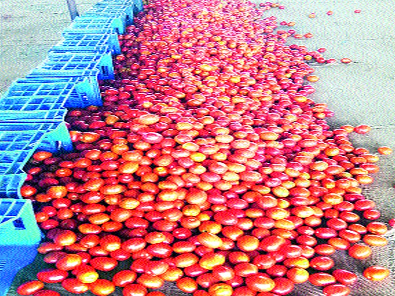  Farmers pack their tomatoes in the pothole | संतापाच्या भरात शेतकऱ्यांनी टोमॅटो फेकला नाल्यात!