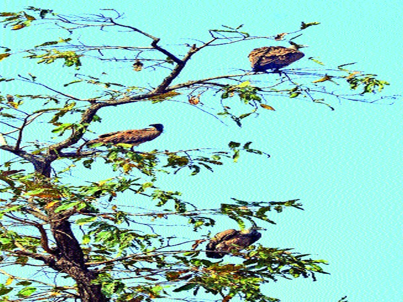 Successful promotion of rare vultures | दुर्मीळ गिधाडांचे यशस्वी संवर्धन