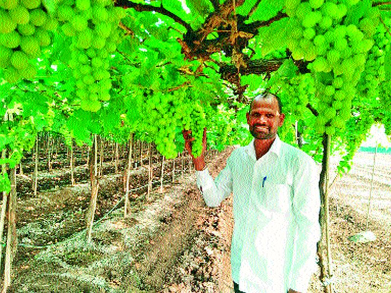 The grapevine of the disabled farmer in Europe | अपंग शेतकर्‍याची  द्राक्ष युरोपच्या बाजारात