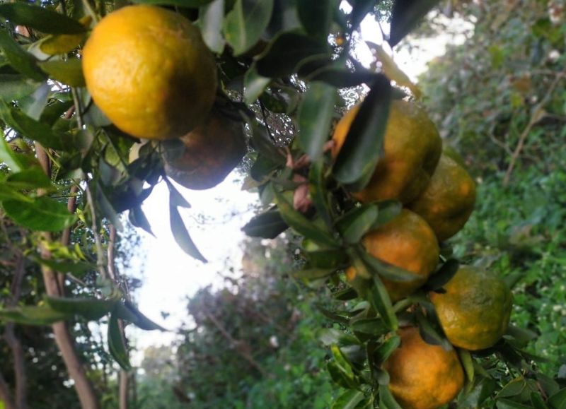 Orange crop effected due to unseasonal rains and humid weather | अवकाळी पाऊस आणि दमट हवामानामुळे संत्र्याच्या आंबिया बहराची फळगळ