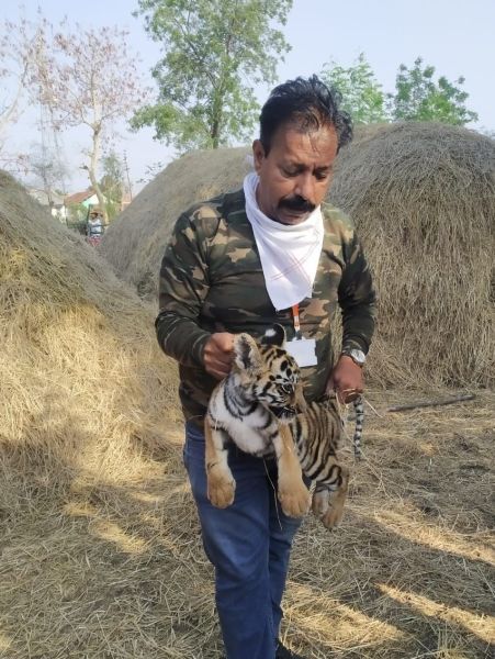 Forest department protects tiger calf in Chandrapur district | चंद्रपूर जिल्ह्यात वाघाच्या बछड्याला वनविभागाचे संरक्षण
