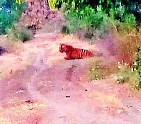 40 forest workers watching injured tiger in Chandrapur district | चंद्रपुरातील जखमी वाघाजवळ ४० वन कर्मचाऱ्यांचा पहारा